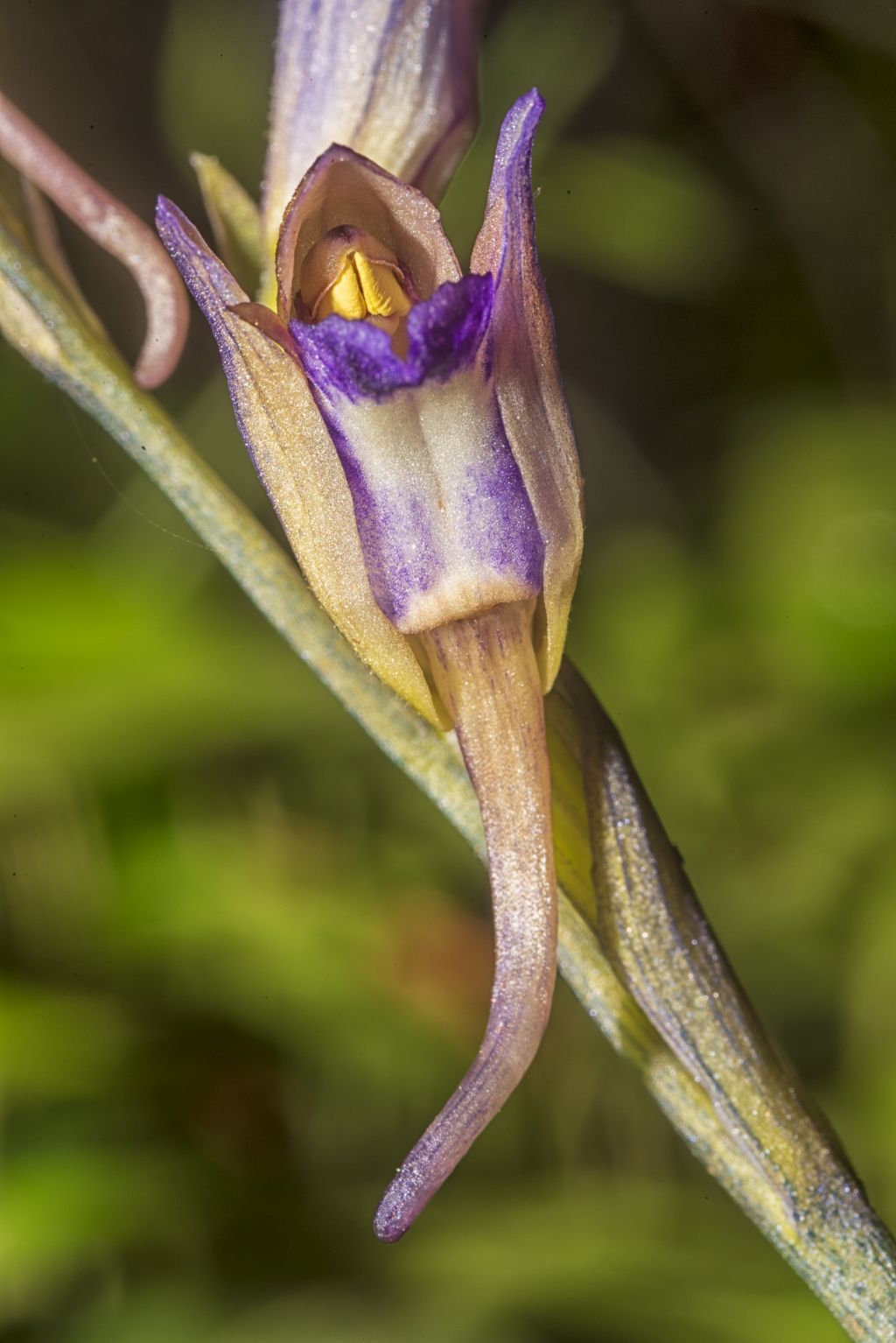 L''orchidea Fior di legna Limodorum abortivum